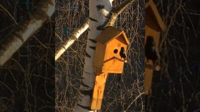 ВЕСНА. СКВОРЦЫ ПРИЛЕТЕЛИ!! смотреть онлайн