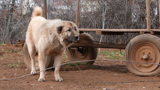 Sarplaninac - Karabas in Macedonia смотреть онлайн