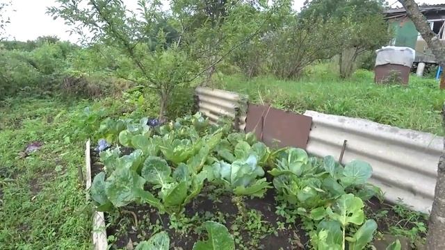 ТАСКАЮ ПРОФНАСТИЛ ДЛЯ ТЕРРАСЫ, ПОД ДОЖДЁМ ! ТАЙФУН В ПРИМОРЬЕ НЕ ОСТАНОВИТ МЕНЯ ! СТОЛЫЧ ДАЧА ! смотреть онлайн