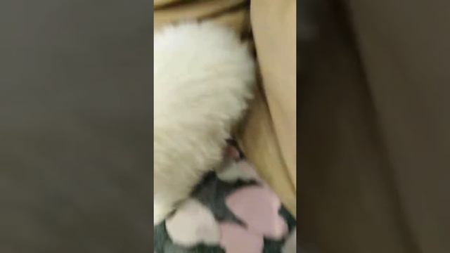 Щенок шпиц смотреть онлайн