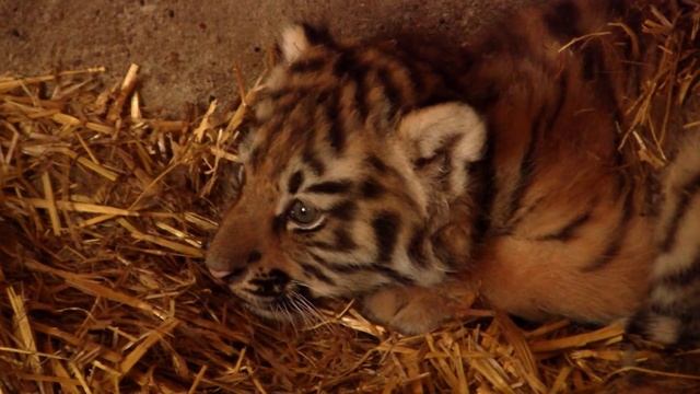 Тигренок в Одесском зоопарке смотреть онлайн