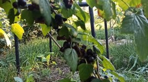 Смородина Селеченская  Огромный урожай огромных ягод с трехлетнего куста