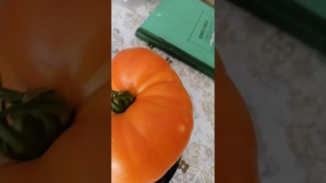 Помидор сорт Медовый Салют