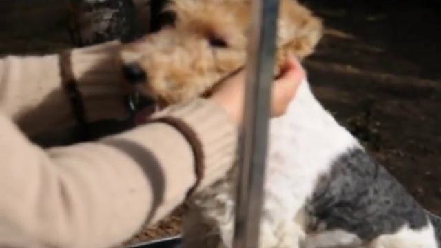 Тримминг фокстерьера. Wire Fox Terrier trimming смотреть онлайн