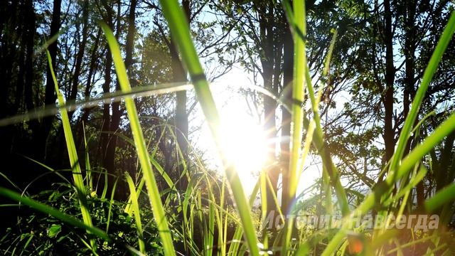 На семейном празднике свекровь унизила деревенскую невестку при всех, но услышав… смотреть онлайн