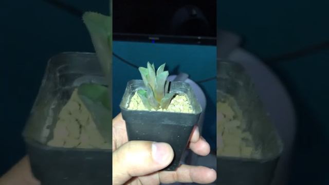 Haworthia retusa stress смотреть онлайн