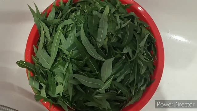 Собираем липовый цвет и Иван- чай. Ферментирую и сушу. смотреть онлайн