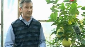 Цитрусовые  часть 1