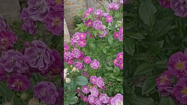 Роза Сибелиус смотреть онлайн