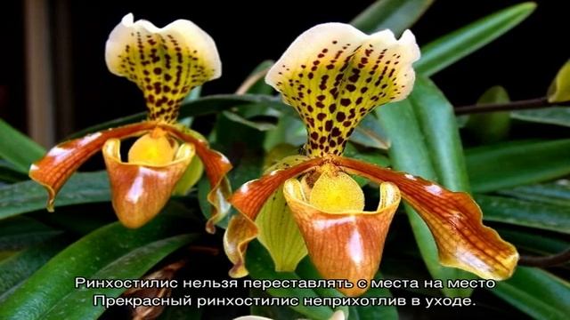Сорта и виды орхидей — описание и уход смотреть онлайн