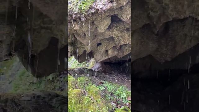 Тисо-самшитовая роща. Февраль смотреть онлайн