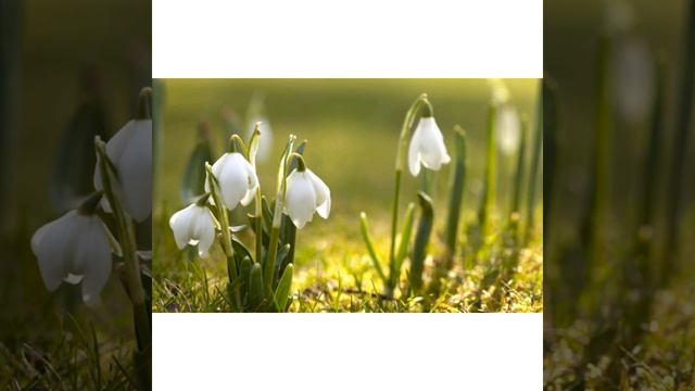 Весна.Признаки весны.Делаем сами домик для птиц. смотреть онлайн