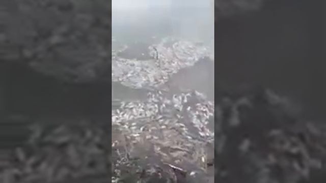 Замор на Морозовском озере смотреть онлайн