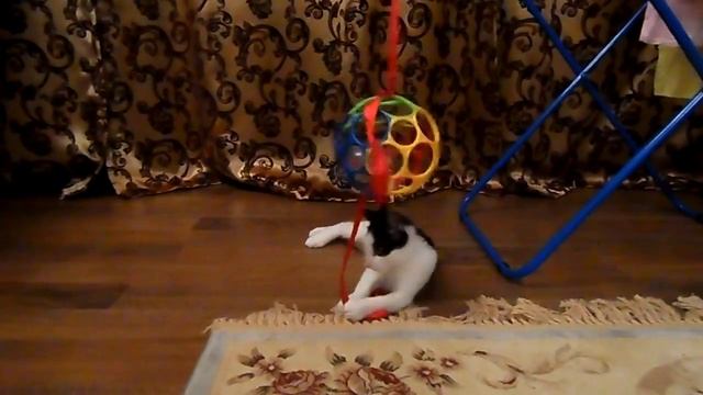 Черно-белый котенок нашел свой дом смотреть онлайн