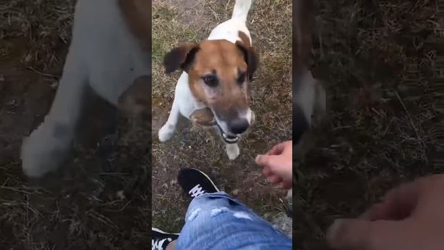 Фокстерьер ,друг , foxterrier dog ,бегает за палкой смотреть онлайн