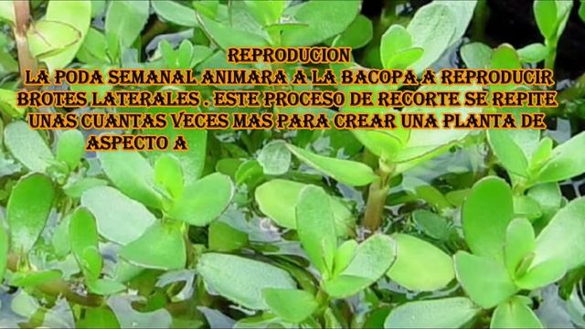 Bacopa sp ‘Colorata’ смотреть онлайн