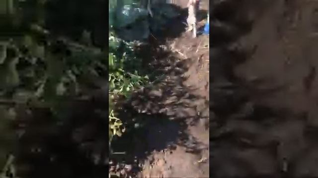 Кошки под камерой