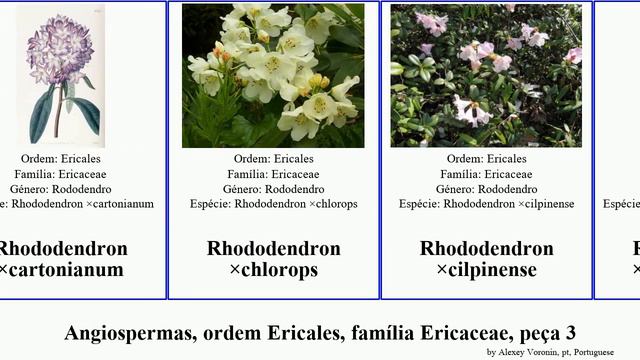 Angiospermas, ordem Ericales, família Ericaceae, peça 3 rhododendron vaccinium sect sanctum subg смотреть онлайн