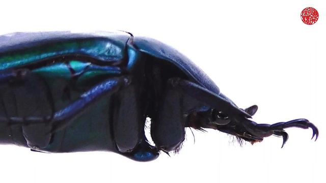 カナブンの色彩変異【クワガタムシ】Drone beetle ’s color variations смотреть онлайн