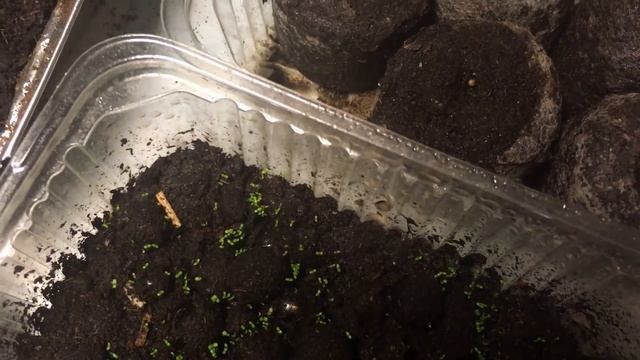 Помощь рассаде - малютке !! смотреть онлайн