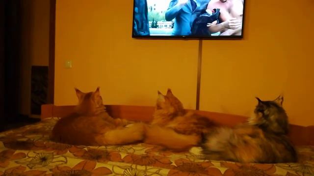 Коллективный просмотр детективного сериала смотреть онлайн