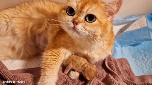 Melania and her only surviving daughter, Pinky.. смотреть онлайн