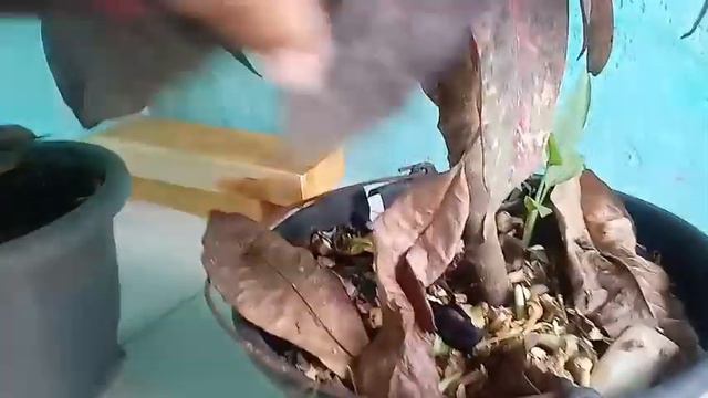 Os 2 maiores Croton de mainha e o segredo para eles crescerem muito+ Salmos 91. смотреть онлайн