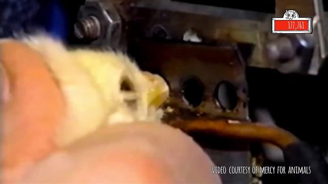 Почему мы едим мясо? смотреть онлайн