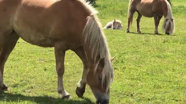 Хафлингеры перед грозой смотреть онлайн