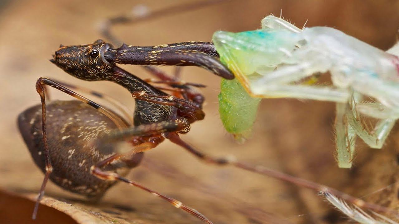 Самый странный паук в мире поедающий себе подобных. Паук пеликан! смотреть онлайн