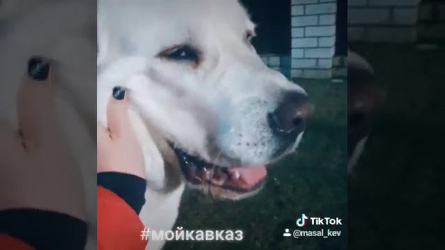 МойКавказ 💖 Алабай 11 месяцев😍 смотреть онлайн