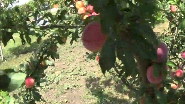 Алыча. Сорт "Обильная" смотреть онлайн