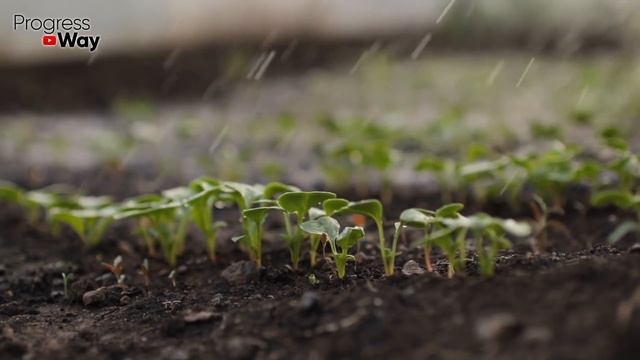 ВСЕГДА КОРМЛЮ ЭТИМ МОЛОДУЮ РАССАДУ ДО ПИКИРОВКИ И УРОЖАЙ ПОЛУЧАЮ В РАЗЫ БОЛЬШЕ смотреть онлайн