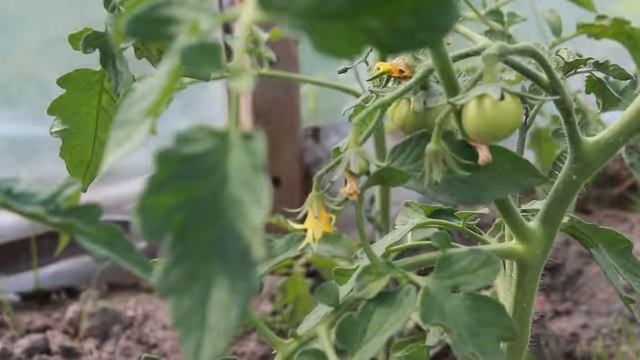 СУПЕР ПОДКОРМКА ПОМИДОР ВО ВРЕМЯ ЦВЕТЕНИЯ ДЛЯ УВЕЛИЧЕНИЯ УРОЖАЯ смотреть онлайн