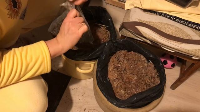 Как вырастить шампиньоны в домашних условиях. Часть 1 смотреть онлайн