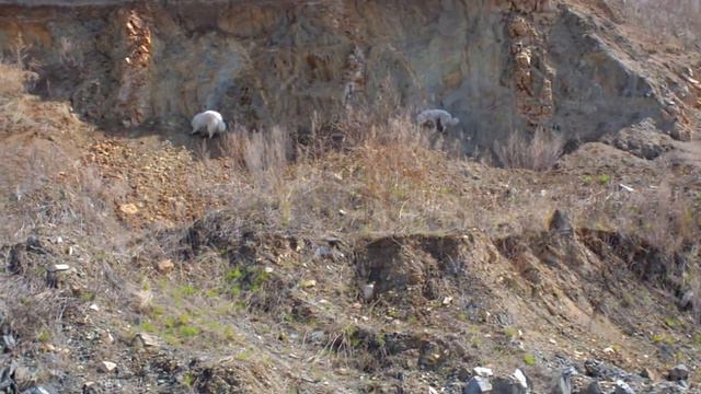 Пиренейские собаки на прогулке