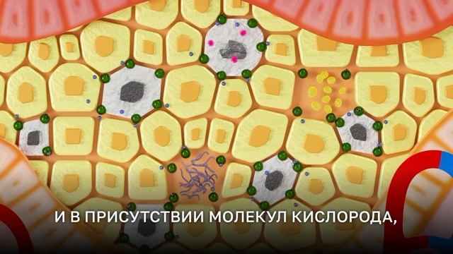 REVIXAN DERMA смотреть онлайн