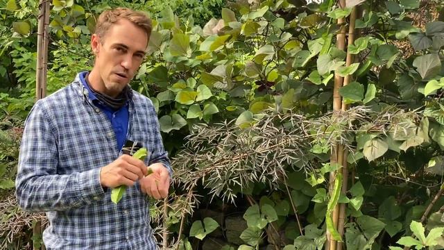 #BranchOut: Annual Border of Ornamental Vegetables смотреть онлайн