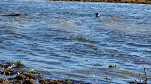 Весенняя охота с подсадными в Омской области 2023 г.