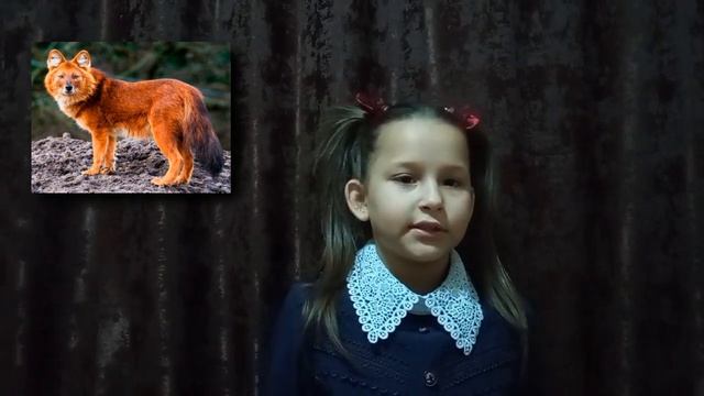 Проект "Красная книга" МБОУ "Онохойская СОШ №2", 2 "б" класс. Часть 2. смотреть онлайн