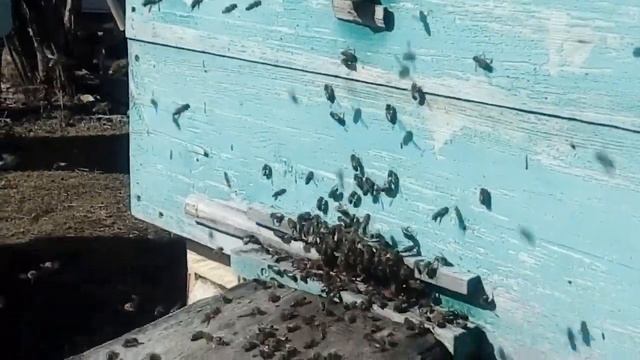 Облет пчел 2020 год / Пришла весна, выставляем пчел из зимовника, говорю обо всем! смотреть онлайн