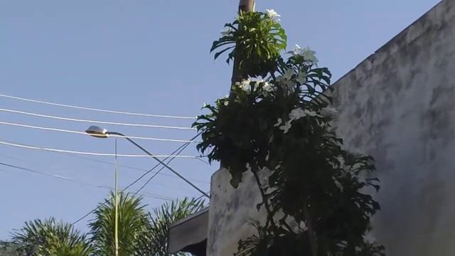 Sitios ao lado do meu bairro..Dracena SP. смотреть онлайн