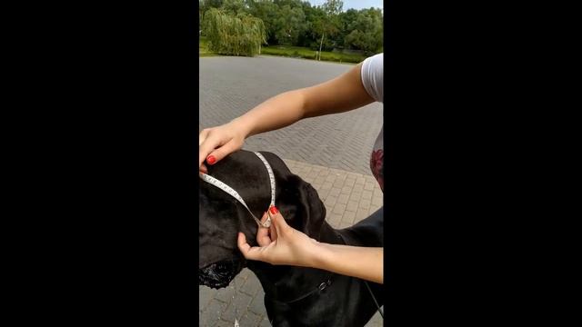 как купить цепочку кобру для собаки как ее надеть смотреть онлайн