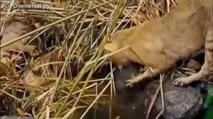 Камышовый кот в дикой природе