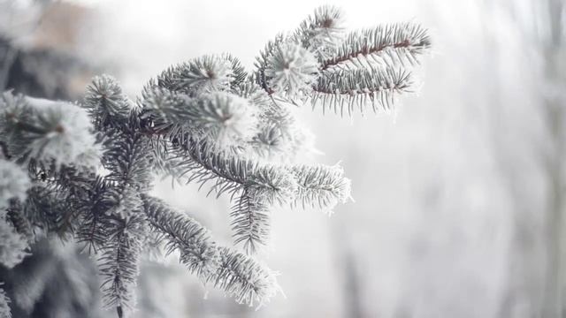 How to grow Blue spruce from seeds |Picea pungens | growing christmas tree from seeds | part 01 смотреть онлайн