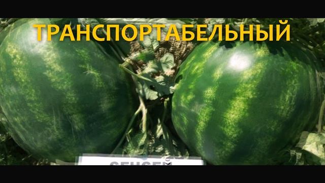 Новинка арбуза СЕНСЕЙ ? Самый крупный среди ранних смотреть онлайн
