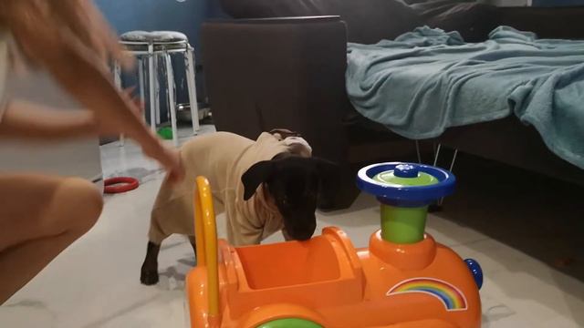 Доберман в квартире с детьми, играются. смотреть онлайн