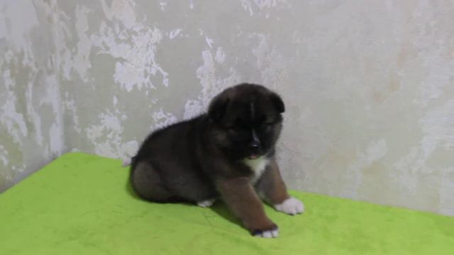 мальчик американская акита... смотреть онлайн