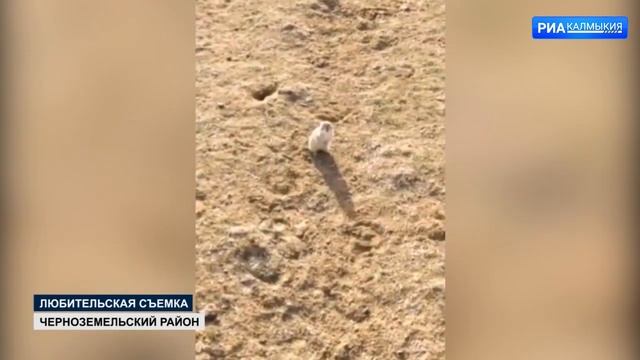 В Калмыкии увидели первого суслика, проснувшегося после зимней спячки смотреть онлайн