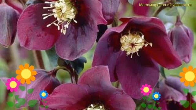 Морозник восточный Претти Элен ред. Краткий обзор, описание helleborus orientalis Pretty Ellen Red смотреть онлайн